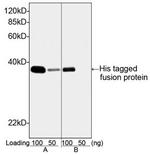 His Tag Antibody in Western Blot (WB)