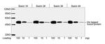 His Tag Antibody in Western Blot (WB)