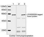DYKDDDDK Tag Antibody in Western Blot (WB)