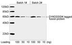 DYKDDDDK Tag Antibody in Western Blot (WB)