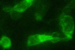DYKDDDDK Tag Antibody in Immunocytochemistry (ICC/IF)