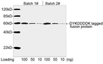 DYKDDDDK Tag Antibody in Western Blot (WB)
