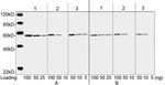 DYKDDDDK Tag Antibody in Western Blot (WB)