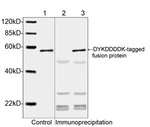 DYKDDDDK Tag Antibody in Western Blot (WB)