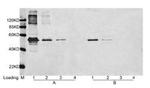 DYKDDDDK Tag Antibody in Western Blot (WB)