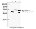 VSV-G-tag Antibody in Western Blot (WB)