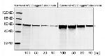 VSV-G-tag Antibody in Western Blot (WB)