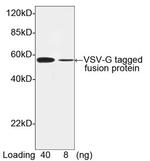 VSV-G-tag Antibody in Western Blot (WB)