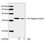 His Tag Antibody in Western Blot (WB)