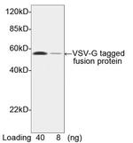 VSV-G-tag Antibody in Western Blot (WB)
