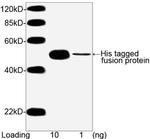 His Tag Antibody in Western Blot (WB)