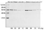 V5-tag Antibody in Western Blot (WB)