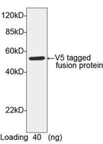 V5-tag Antibody in Western Blot (WB)