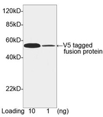 V5-tag Antibody in Western Blot (WB)