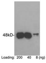 Protein C -Tag Antibody in Western Blot (WB)