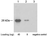 SNAP-tag Antibody in Western Blot (WB)