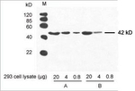 beta Actin Antibody in Western Blot (WB)
