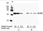 beta Actin Antibody in Western Blot (WB)