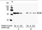 beta Actin Antibody in ELISA (ELISA)