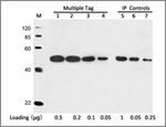 c-Myc Tag Antibody in Western Blot (WB)