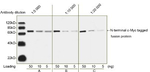 c-Myc Tag Antibody in Western Blot (WB)