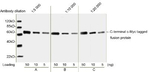 c-Myc Tag Antibody in Western Blot (WB)