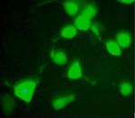 c-Myc Tag Antibody in Immunocytochemistry (ICC/IF)