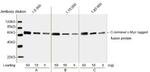 c-Myc Tag Antibody in Western Blot (WB)