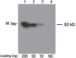 c-Myc Antibody in Western Blot (WB)