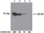 c-Myc Antibody in Western Blot (WB)