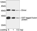 GST Antibody in Western Blot (WB)