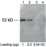 E-tag Antibody in Western Blot (WB)