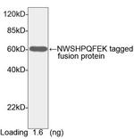 NWSHPQFEK Antibody in Western Blot (WB)