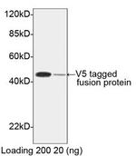 V5-tag Antibody in Western Blot (WB)