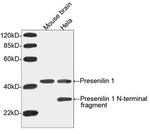 Presenilin 1 Antibody in Western Blot (WB)