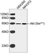 Phospho-Akt (Ser473) Antibody in Western Blot (WB)