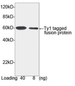 Ty1-tag Antibody in Western Blot (WB)