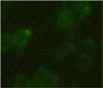 HA Tag Antibody in Immunocytochemistry (ICC/IF)