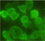 HA Tag Antibody in Immunocytochemistry (ICC/IF)