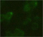 HA Tag Antibody in Immunocytochemistry (ICC/IF)