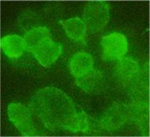 HA Tag Antibody in Immunocytochemistry (ICC/IF)