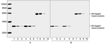 HA Tag Antibody in Western Blot (WB)