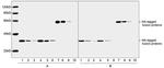 HA Tag Antibody in Western Blot (WB)