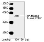 HA Tag Antibody in Western Blot (WB)