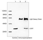 GFP Antibody in Western Blot (WB)