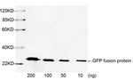 GFP Antibody in Western Blot (WB)