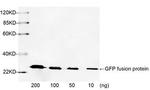 GFP Antibody in Western Blot (WB)