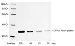 GFP Antibody in Western Blot (WB)
