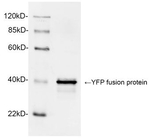 GFP Antibody in Western Blot (WB)