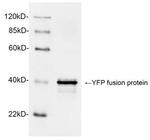 GFP Antibody in Western Blot (WB)